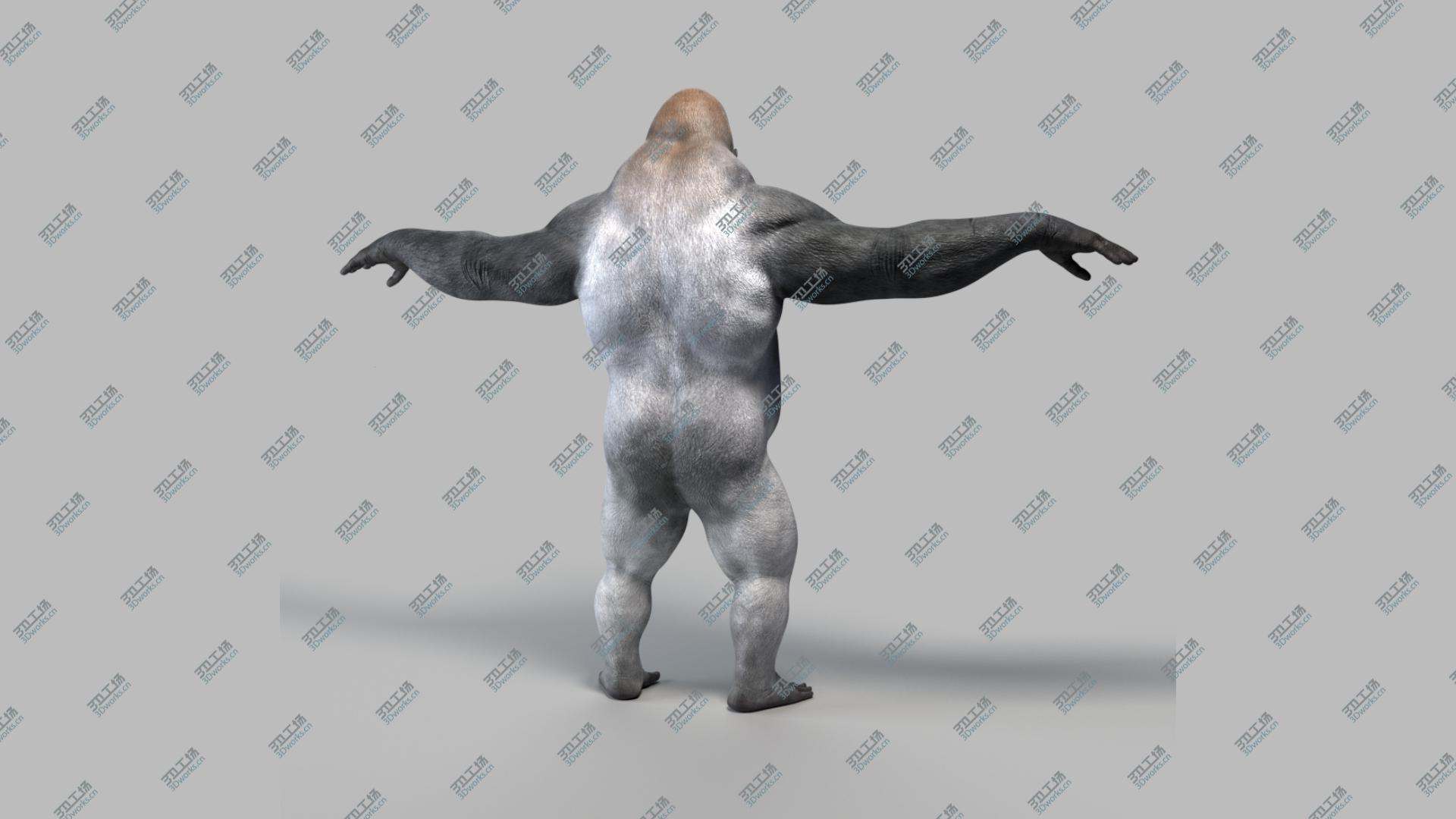 images/goods_img/202104023/silverback gorilla 3D model/4.jpg